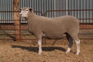 1X EWE BS200095 HAGELAND ILE DE FRANCE PTY LTD