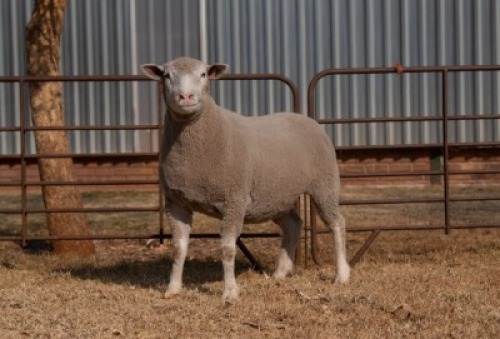 1X EWE BS190659 HAGELAND ILE DE FRANCE PTY LTD