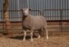 1X EWE BS190659 HAGELAND ILE DE FRANCE PTY LTD