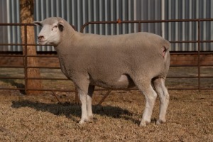 1X EWE BS190127 HAGELAND ILE DE FRANCE PTY LTD