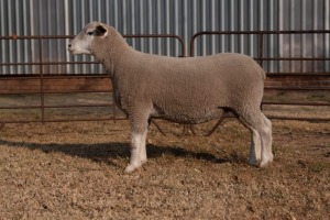 1X EWE BS200038 HAGELAND ILE DE FRANCE PTY LTD