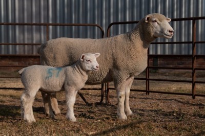 1X EWE BS180024 HAGELAND ILE DE FRANCE PTY LTD