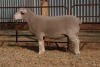 1X EWE BS200156 HAGELAND ILE DE FRANCE PTY LTD