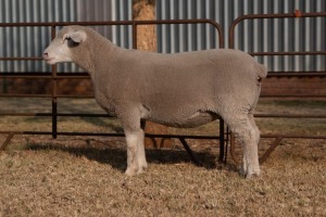 1X EWE BS200156 HAGELAND ILE DE FRANCE PTY LTD