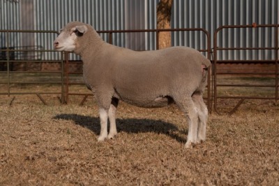 1X EWE BS200001 HAGELAND ILE DE FRANCE PTY LTD