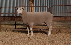 1X EWE BS200033 HAGELAND ILE DE FRANCE PTY LTD