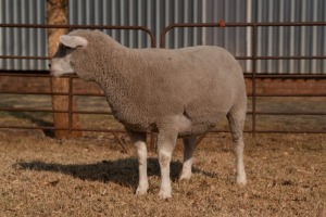 1X EWE BS200094 HAGELAND ILE DE FRANCE PTY LTD