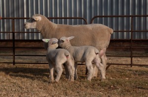 1X EWE BS180254 HAGELAND ILE DE FRANCE PTY LTD