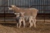 1X EWE BS180254 HAGELAND ILE DE FRANCE PTY LTD