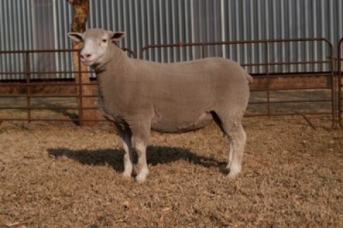 1X EWE BS200097 HAGELAND ILE DE FRANCE PTY LTD