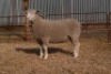 1X EWE BS200097 HAGELAND ILE DE FRANCE PTY LTD