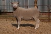 1X EWE BS200027 HAGELAND ILE DE FRANCE PTY LTD