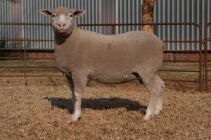 1X EWE BS200027 HAGELAND ILE DE FRANCE PTY LTD