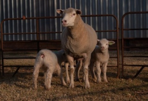 1X EWE BS 190213 HAGELAND ILE DE FRANCE PTY LTD