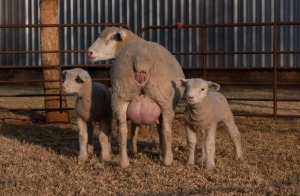 1X EWE BS180050 HAGELAND ILE DE FRANCE PTY LTD