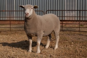 1X EWE BS200056 HAGELAND ILE DE FRANCE PTY LTD