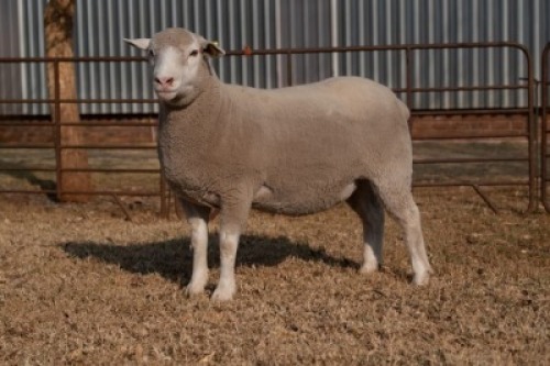1X EWE BS200043 HAGELAND ILE DE FRANCE PTY LTD