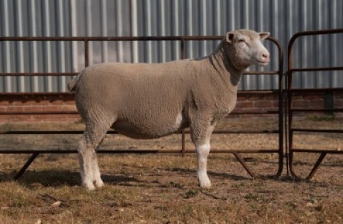 1X EWE BS190356 HAGELAND ILE DE FRANCE PTY LTD