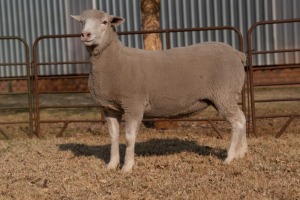 1X EWE BS200158 HAGELAND ILE DE FRANCE PTY LTD