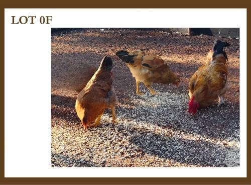 3 X Farm Chickens M + F Wildebeespan (Pay per item to take the lot)