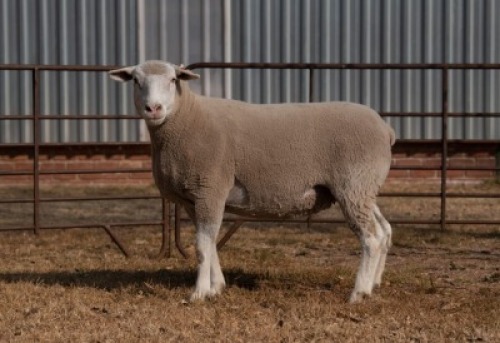 1X EWE BS 190174 HAGELAND ILE DE FRANCE PTY LTD
