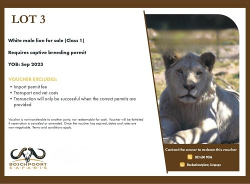 1 X White Lion for Sale M Mabalingwe Game Reserve