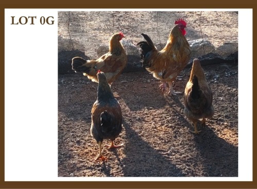 3 X Farm Chickens M + F Wildebeespan (Pay per item to take the lot)