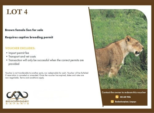 1 X Brown Lion for Sale F Mabalingwe Game Reserve