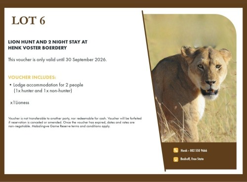 1 X Lion Hunt F Mabalingwe Game Reserve