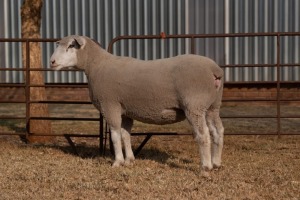 1X EWE BS200073 HAGELAND ILE DE FRANCE PTY LTD