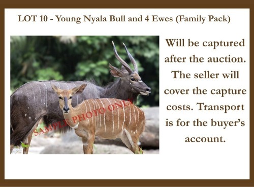 1 X Young Nyala Bull and ewes M + F Marvel Africa Safaris