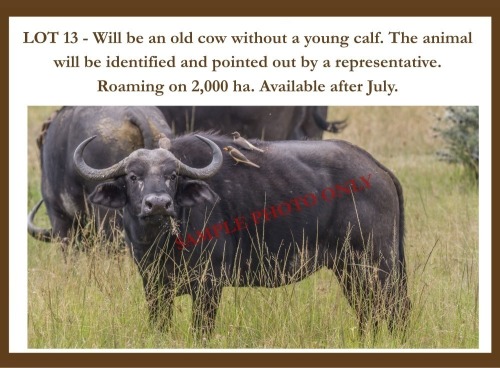 1 X Buffalo F Hardekool Akademie