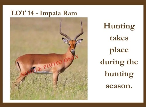 2 X Impala M Hardekool Akademie (Pay per item to take the lot)