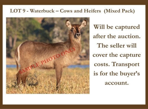1 X Waterbuck F Marvel Africa Safaris