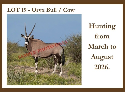 1 X Gemsbok (Oryx) M / F Hardekool Akademie