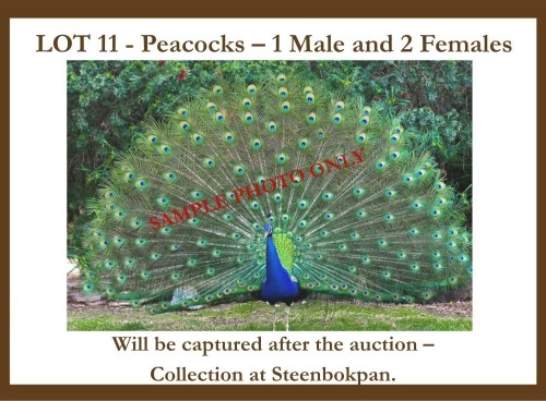 3 X Peacocks M + F Marvel Africa Safaris (Pay per item to take the lot)