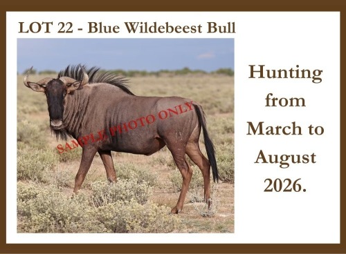 1 X Blue Wildebeest M Hardekool Akademie