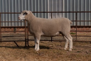 1X EWE BS200067 HAGELAND ILE DE FRANCE PTY LTD