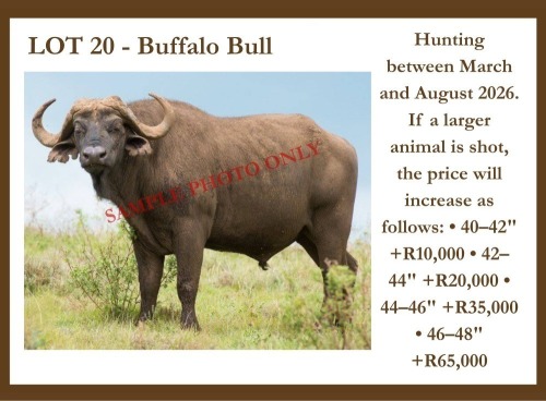 1 X Buffalo M Hardekool Akademie