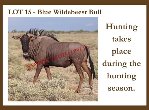 2 X Blue Wildebeest M Hardekool Akademie (Pay per item to take the lot)