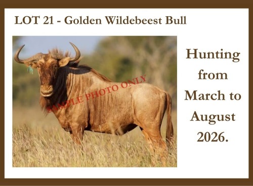 1 X Golden Blue Wildebeest M Hardekool Akademie