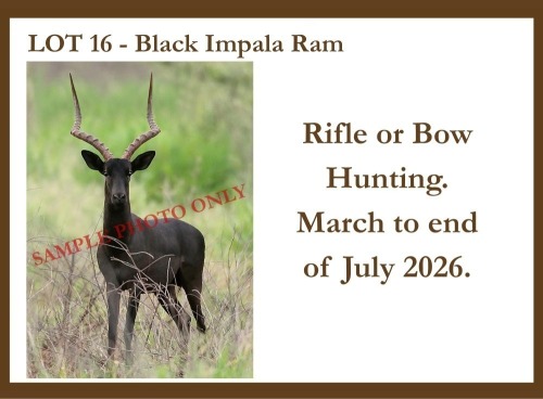 1 X Black Impala M Hardekool Akademie