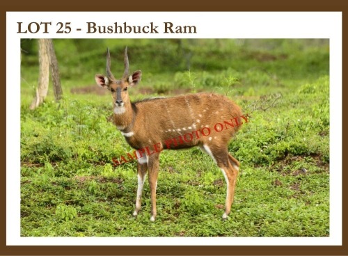 2 X Bushbuck M D. Steenkamp (Pay per item to take the lot)