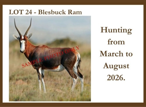 1 X Blesbok M Hardekool Akademie