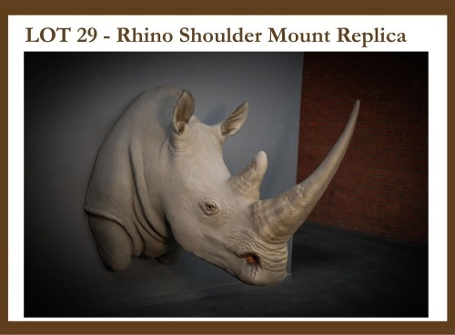1 X Rhino Shoulder Mount Replica - Something Africa Taxidermy