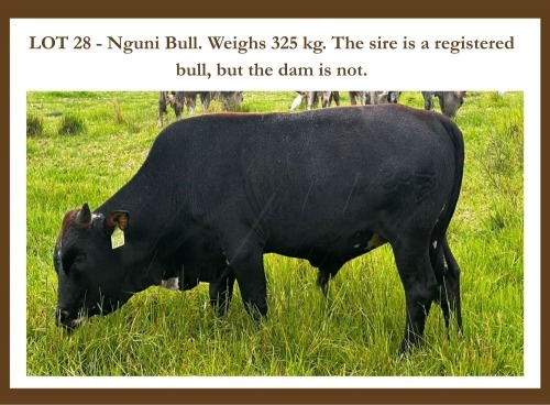 1 X Nguni M Rooikopjes Ngunis