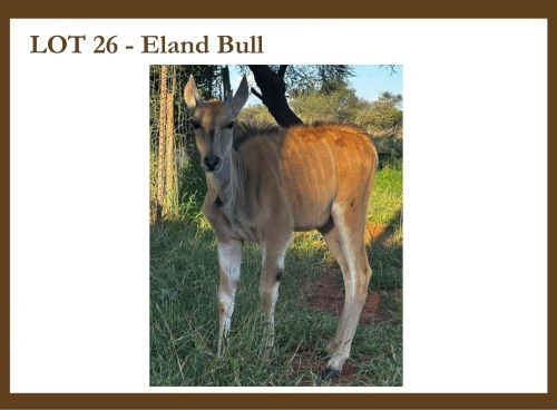 1 X Eland M A. Steenkamp