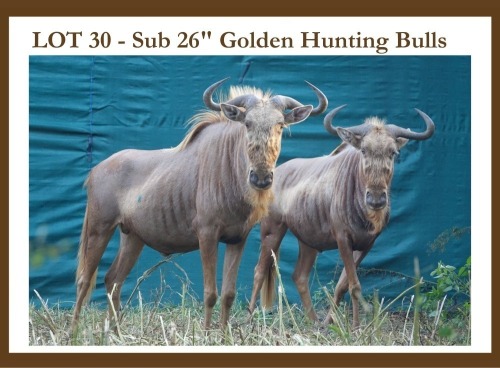 4 X Golden Blue Wildebeest Sub Adult Male York Safaris(Pay per piece to take all)