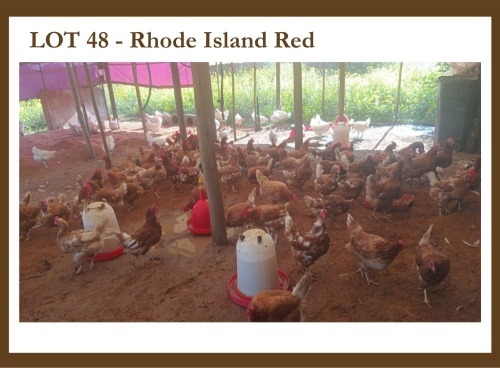 10 X Rhode Island Red F L. Venter (Pay per item to take the lot)