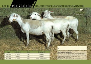 3 x Dragtige Stoet Meatmaster Ooie (Hartwater)